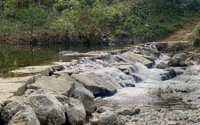 Banys de bosc per la zona de Vilafant