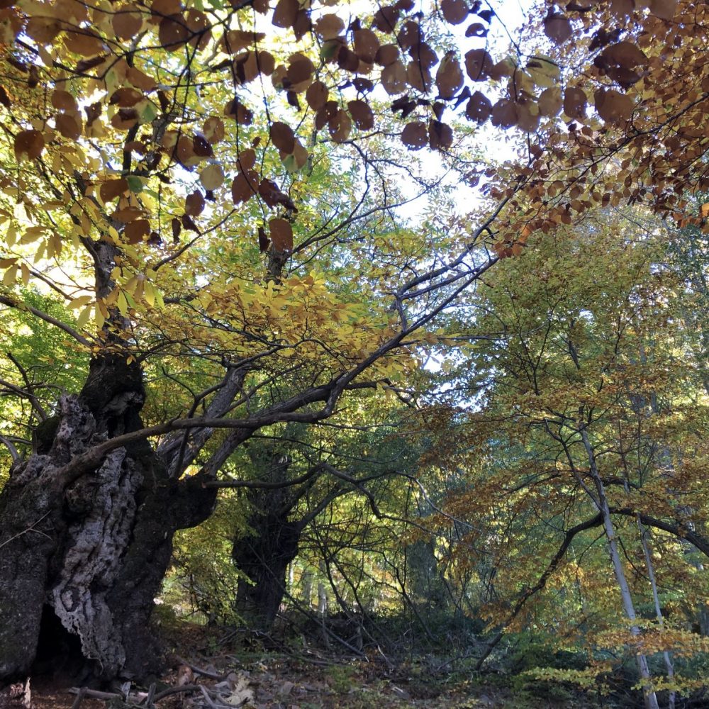 Exucrsión Viladrau y el bosque de los castaños centenarios