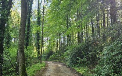 Ruta per les Guilleries amb esmorzar de forquilla
