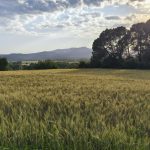 Activitat de solstici d'estiu a Santa Llogaia del Terri