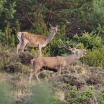 Actividad Berrea del ciervo Pallars